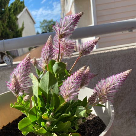 Photo of the plant species Ptilotus Exaltatus by Oceanfungi named Pussycat on Greg, the plant care app