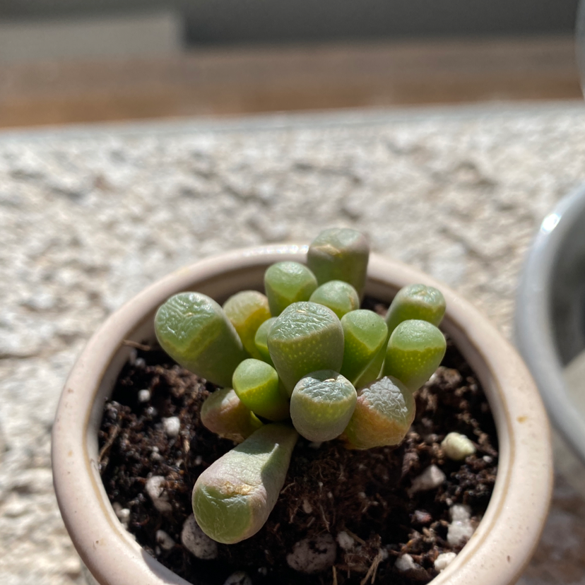 Photo of the plant species Baby Toes by @oceanfungi named Keith on Greg, the plant care app