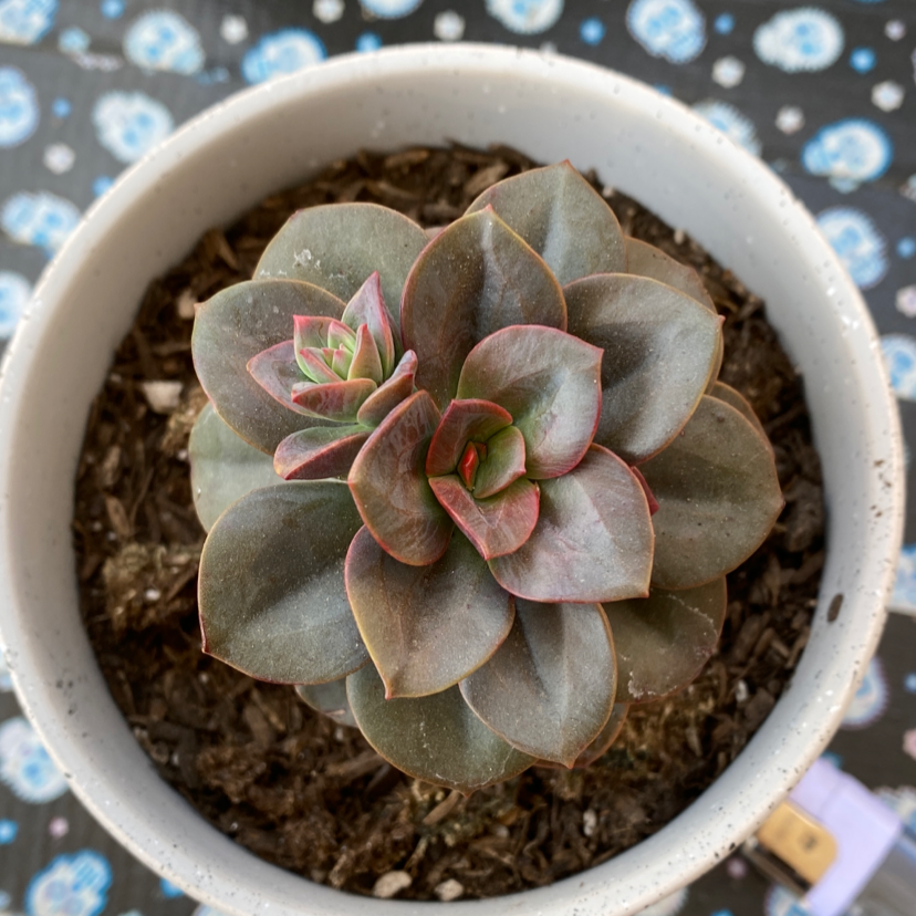 Painted Echeveria plant in a white pot with healthy leaves.