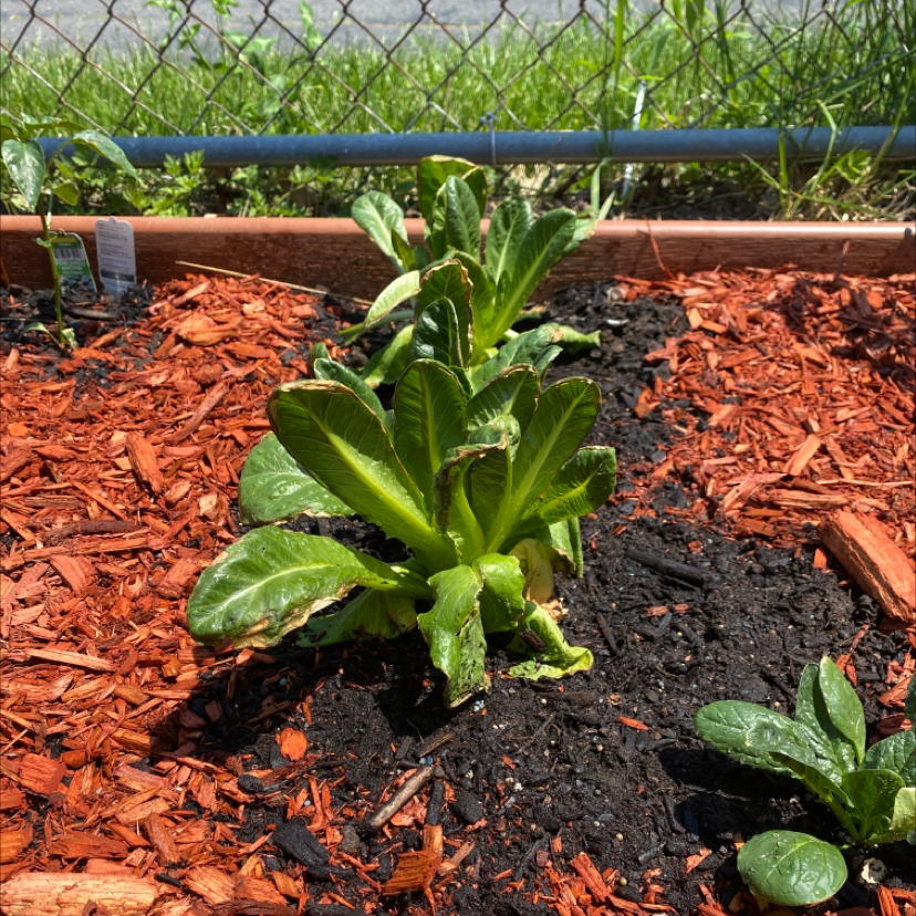 A healthy garden lettuce plant with bright green leaves growing in a bed of red mulch.
