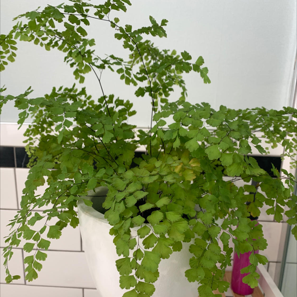 Maidenhair Fern plant photo by Dean named Oscar on Greg, the plant care app.