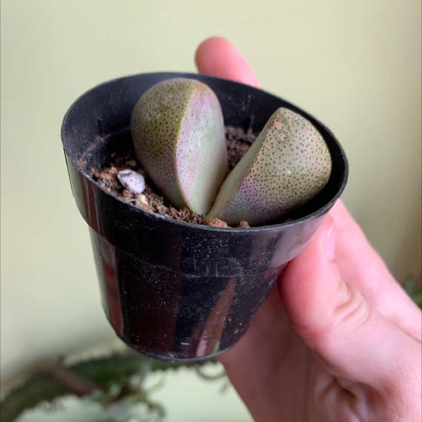 Lithops bromfieldii plant photo by @Kiersten named Zion on Greg, the plant care app.