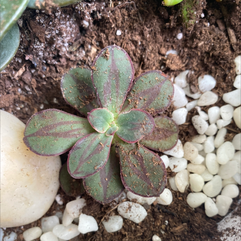 Painted Echeveria plant with green leaves and red markings, surrounded by soil and white pebbles.