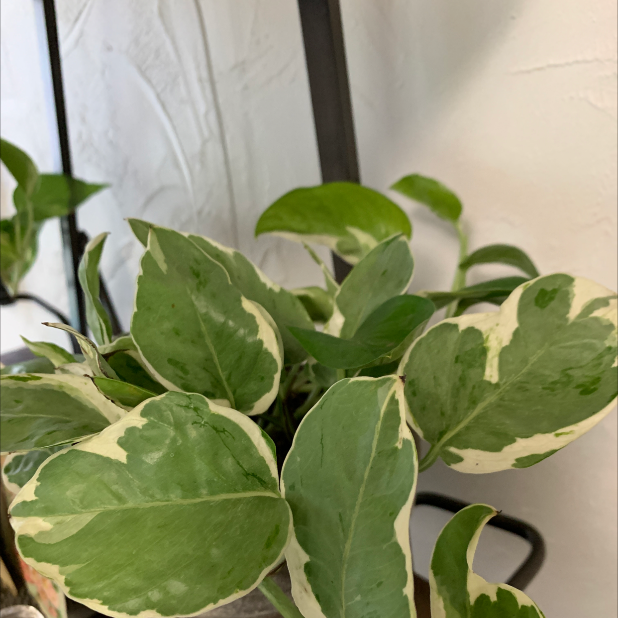 Taro Vine plant photo by @ViveroAlexis named Plato on Greg, the plant care app.