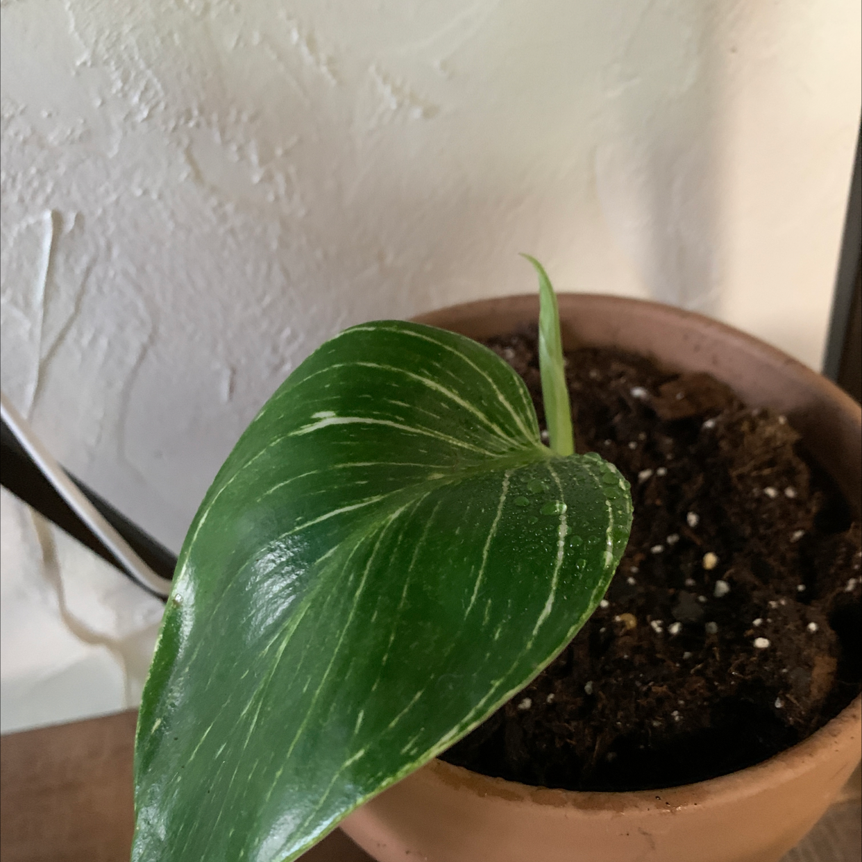 Philodendron Birkin plant photo by @ViveroAlexis named Doja Cat on Greg, the plant care app.