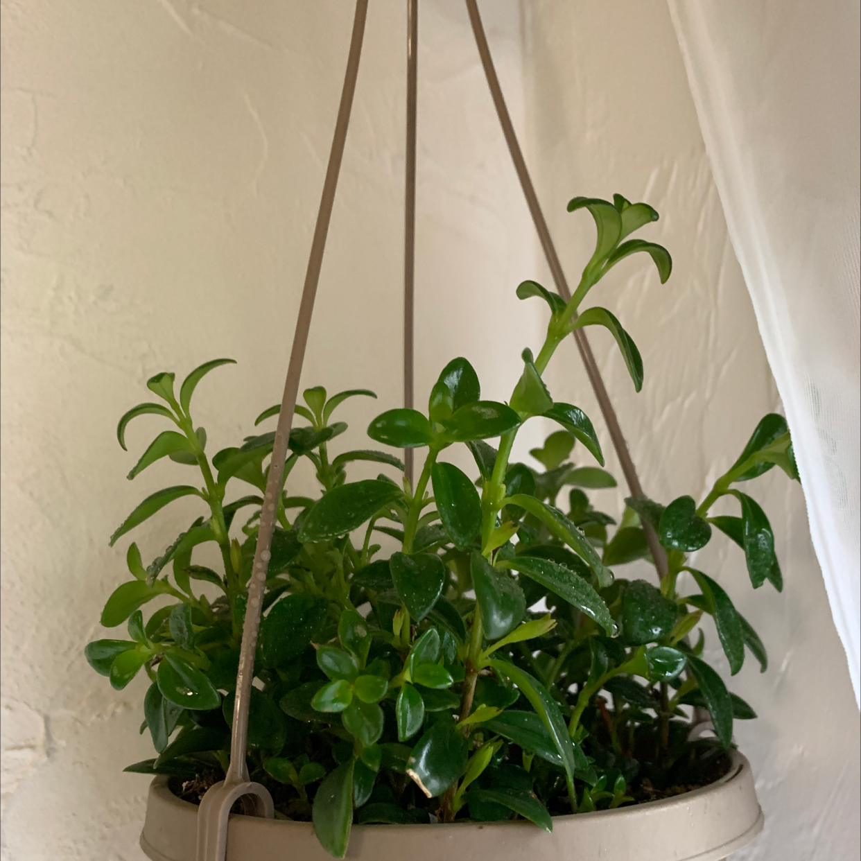 Goldfish Plant plant photo by @ViveroAlexis named Goldie on Greg, the plant care app.