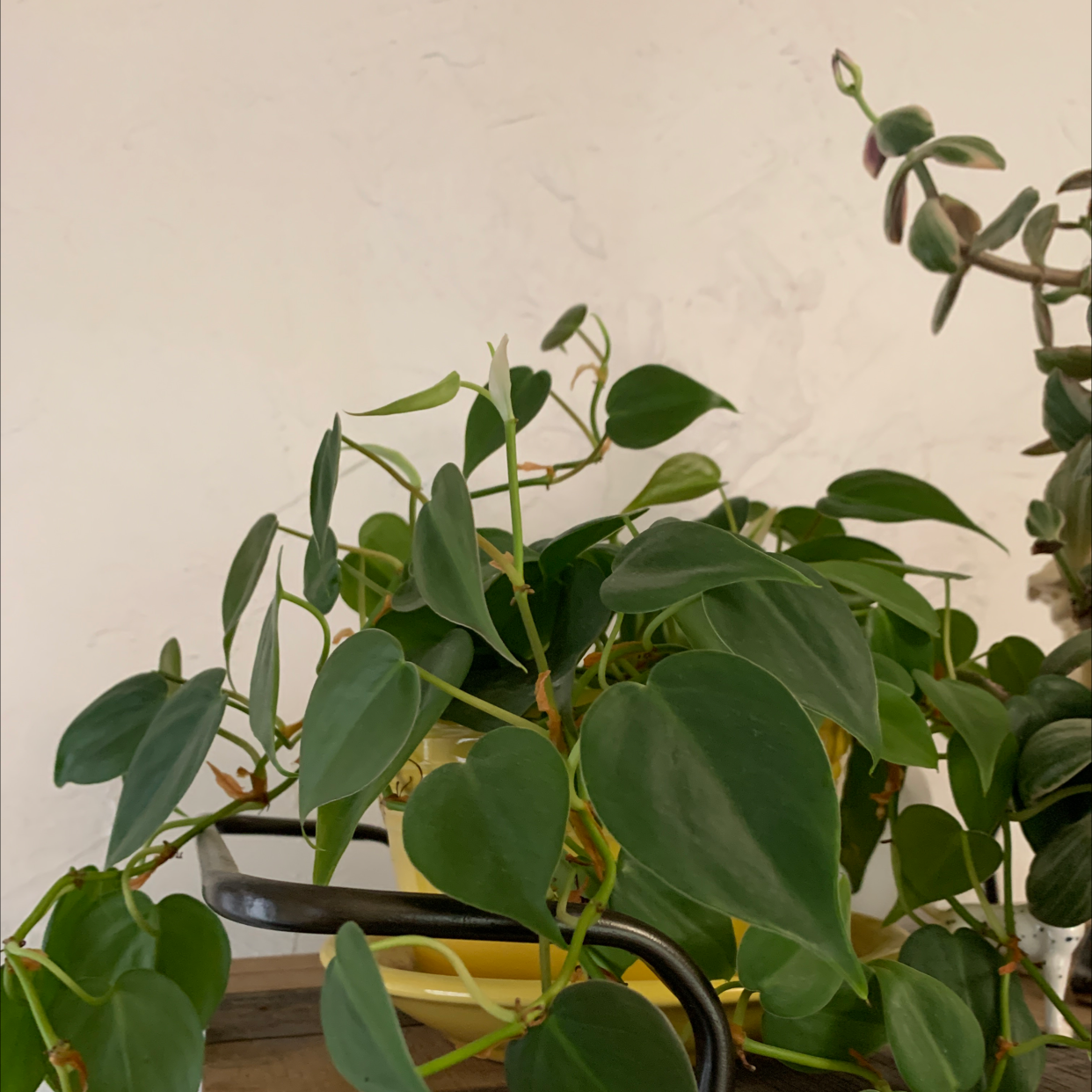 Philodendron Scandens plant photo by @ViveroAlexis named Anne on Greg, the plant care app.