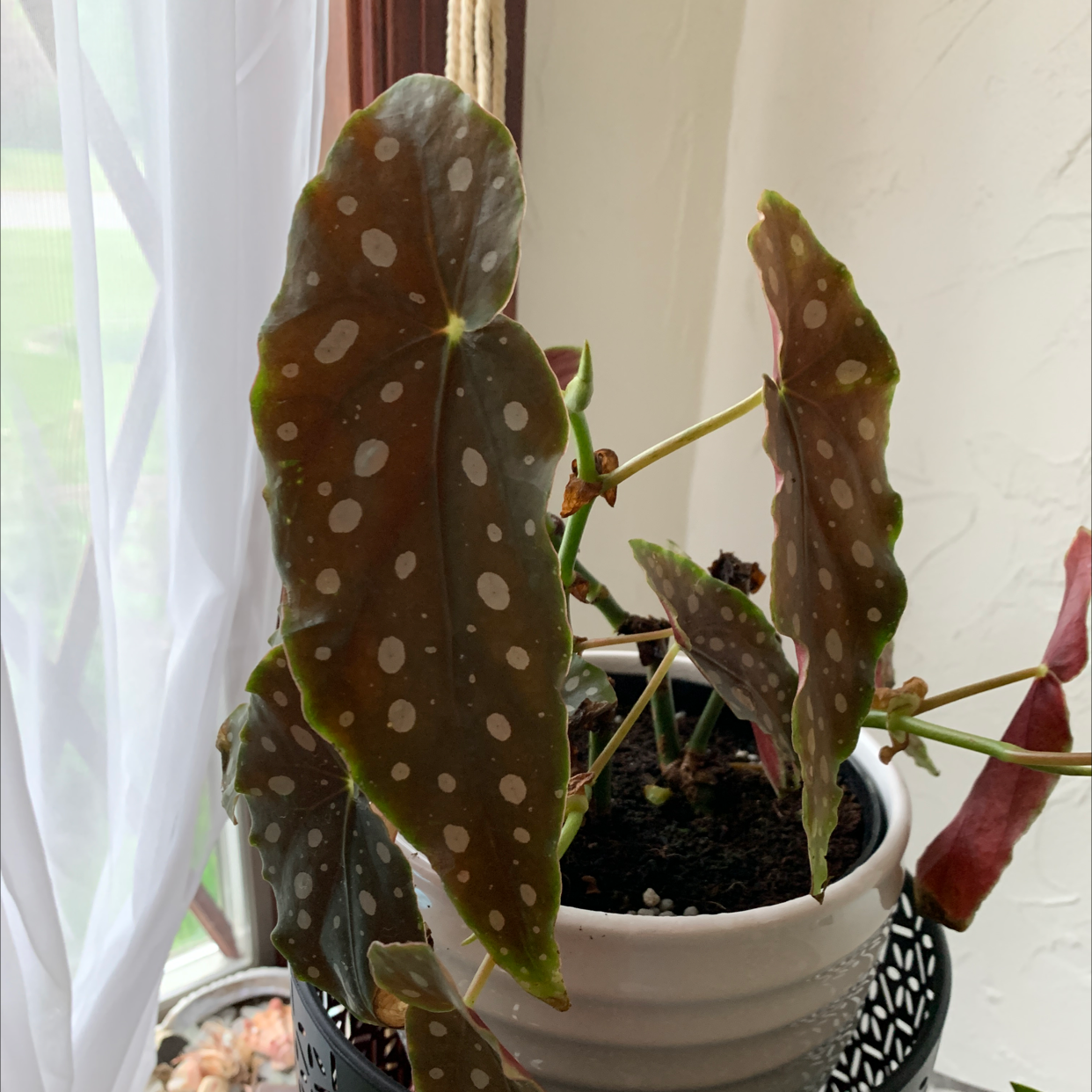 Polka Dot Begonia plant photo by @ViveroAlexis named Duke on Greg, the plant care app.