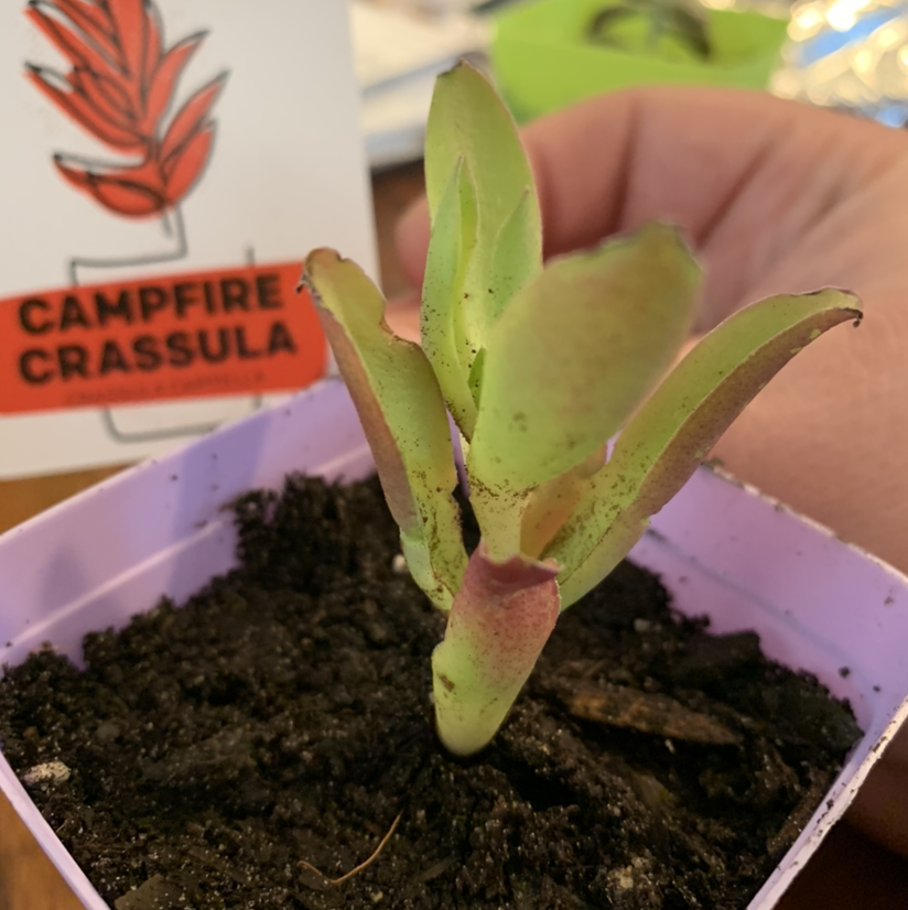 Photo of the plant species Crassula capitella 'Campfire' by @RedWithEnby named Ruby on Greg, the plant care app