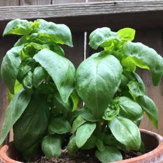 Sweet Basil plant in Sparks, Nevada