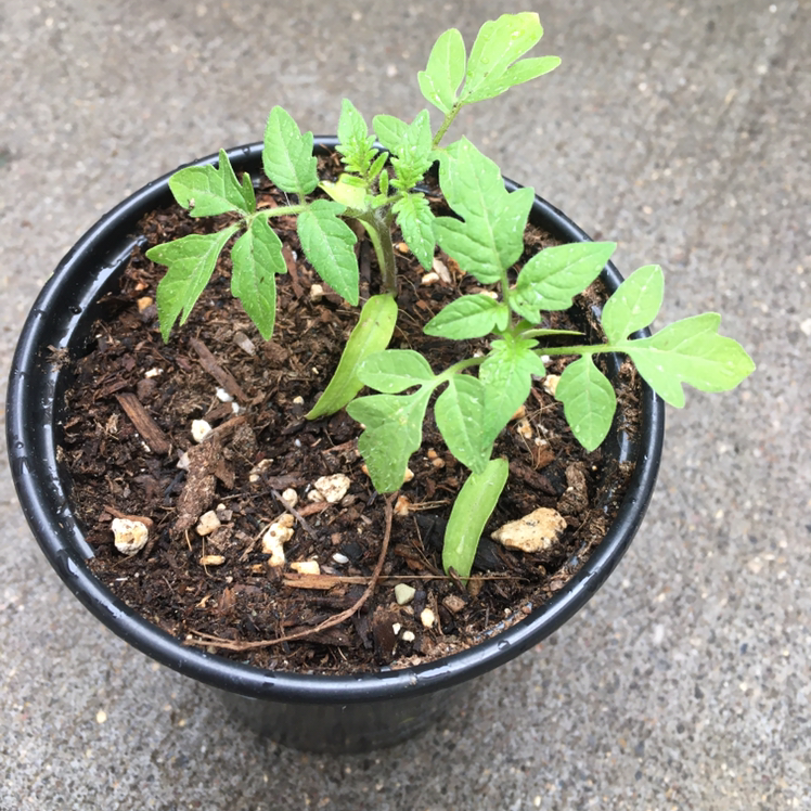 Tomato Plant plant photo by @MichaelLJ2 named Toe mate oh on Greg, the plant care app.