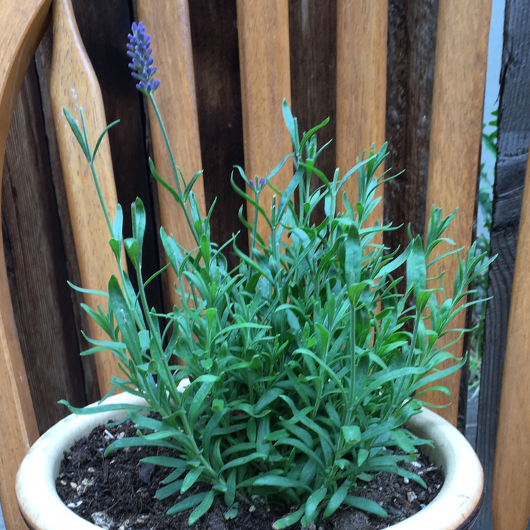 English Lavender plant photo by @MichaelLJ2 named Lavender on Greg, the plant care app.