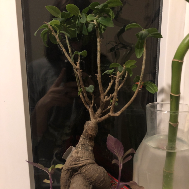 Ficus Ginseng plant photo by @jordanclarke named bonsai on Greg, the plant care app.