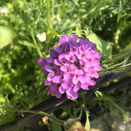 Photo of the plant species Candytuft by Julie named Your plant on Greg, the plant care app