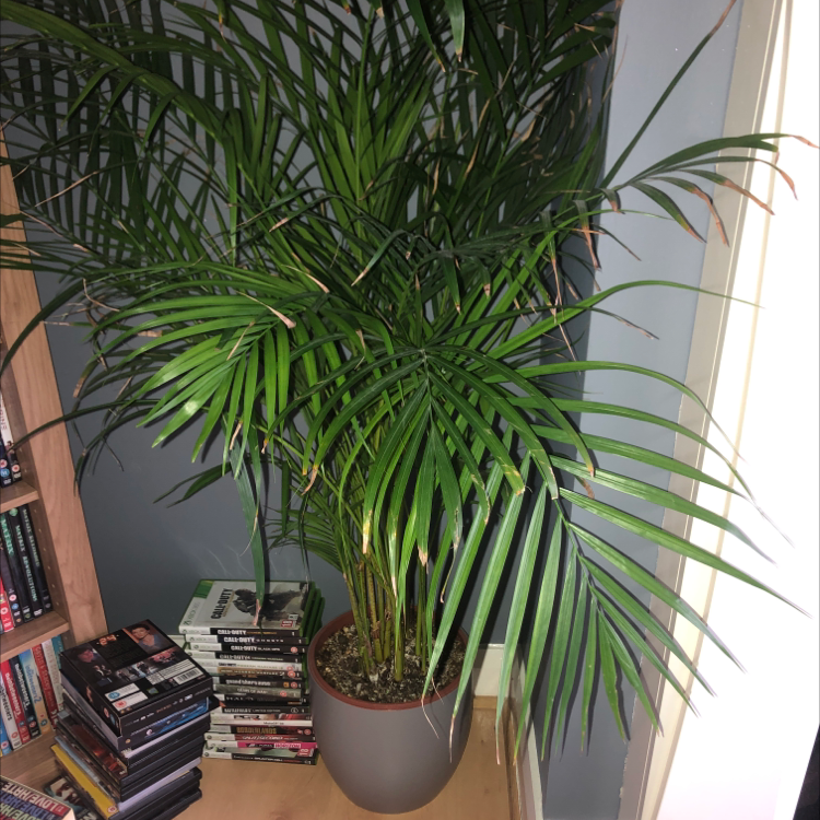 A healthy pygmy date palm with lush green fronds in a gray pot, sitting near a window with blinds in a home.
