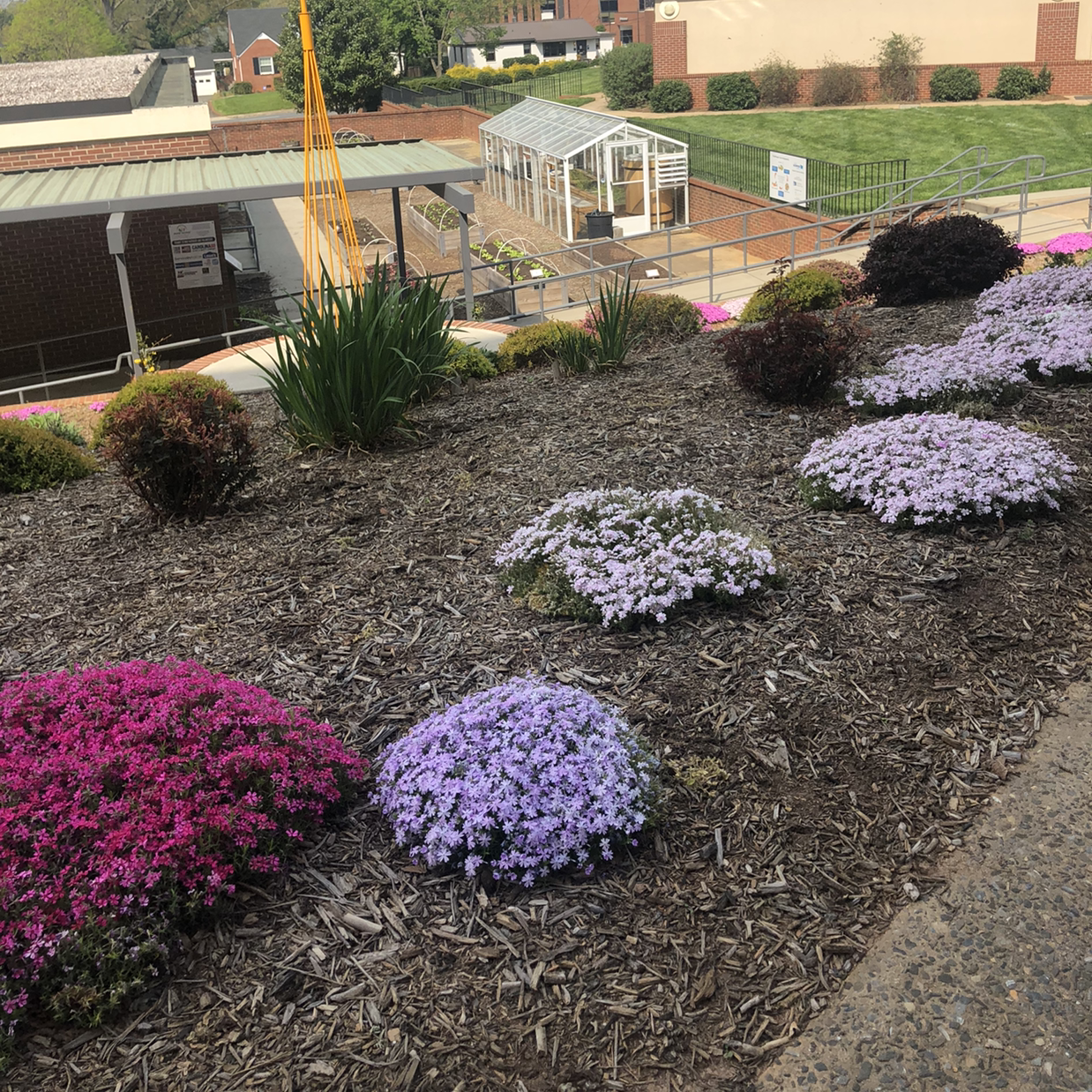 Clusters of Moss Phlox with vibrant pink and purple flowers in a landscaped garden.