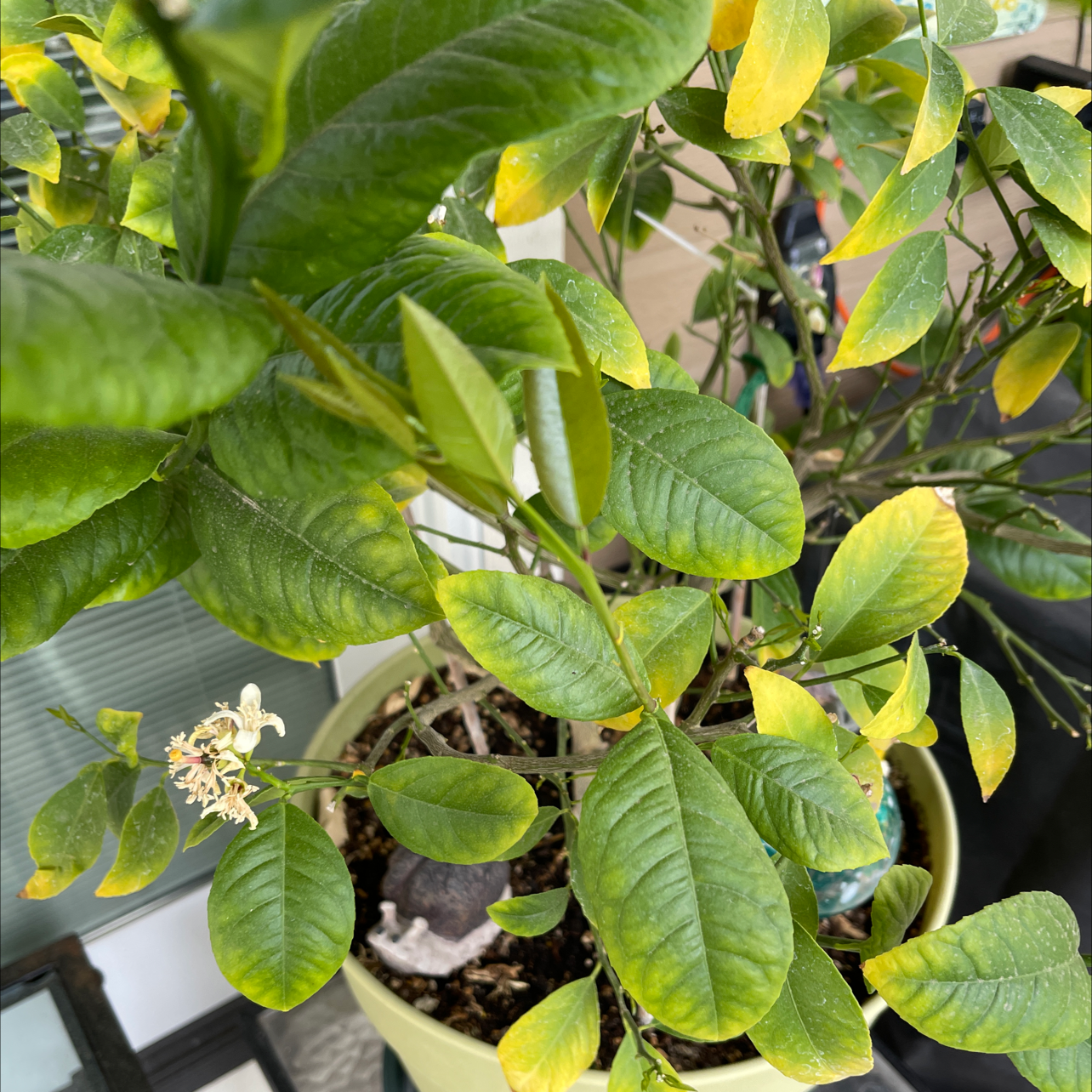 What Should I Do When Star Jasmine Leaves Turn Yellow?