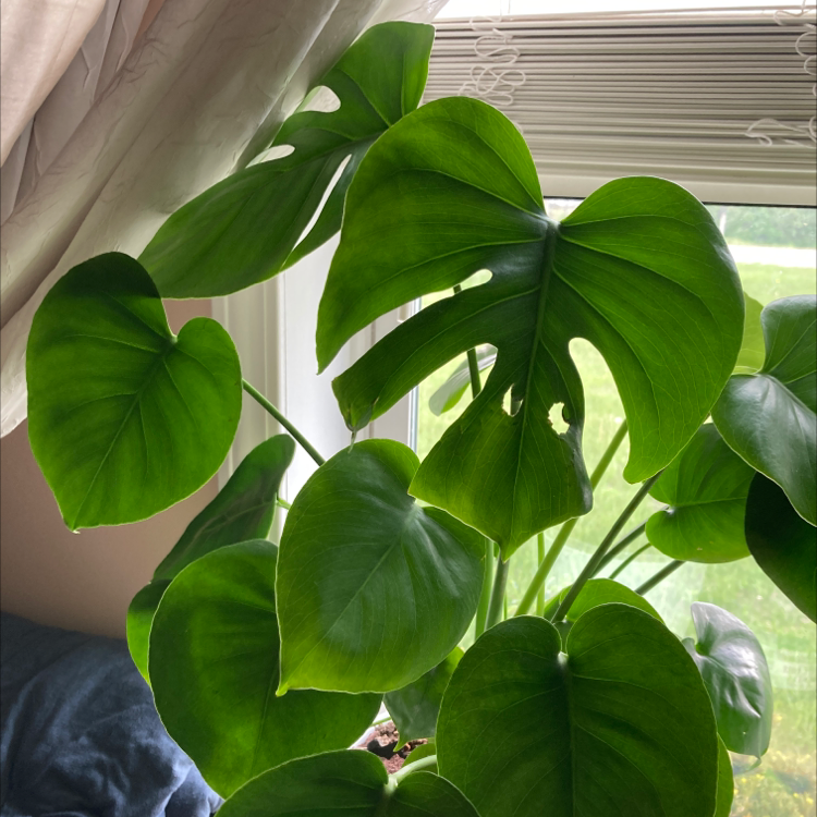 Monstera plant photo by @euphoriuhhh named Diana on Greg, the plant care app.