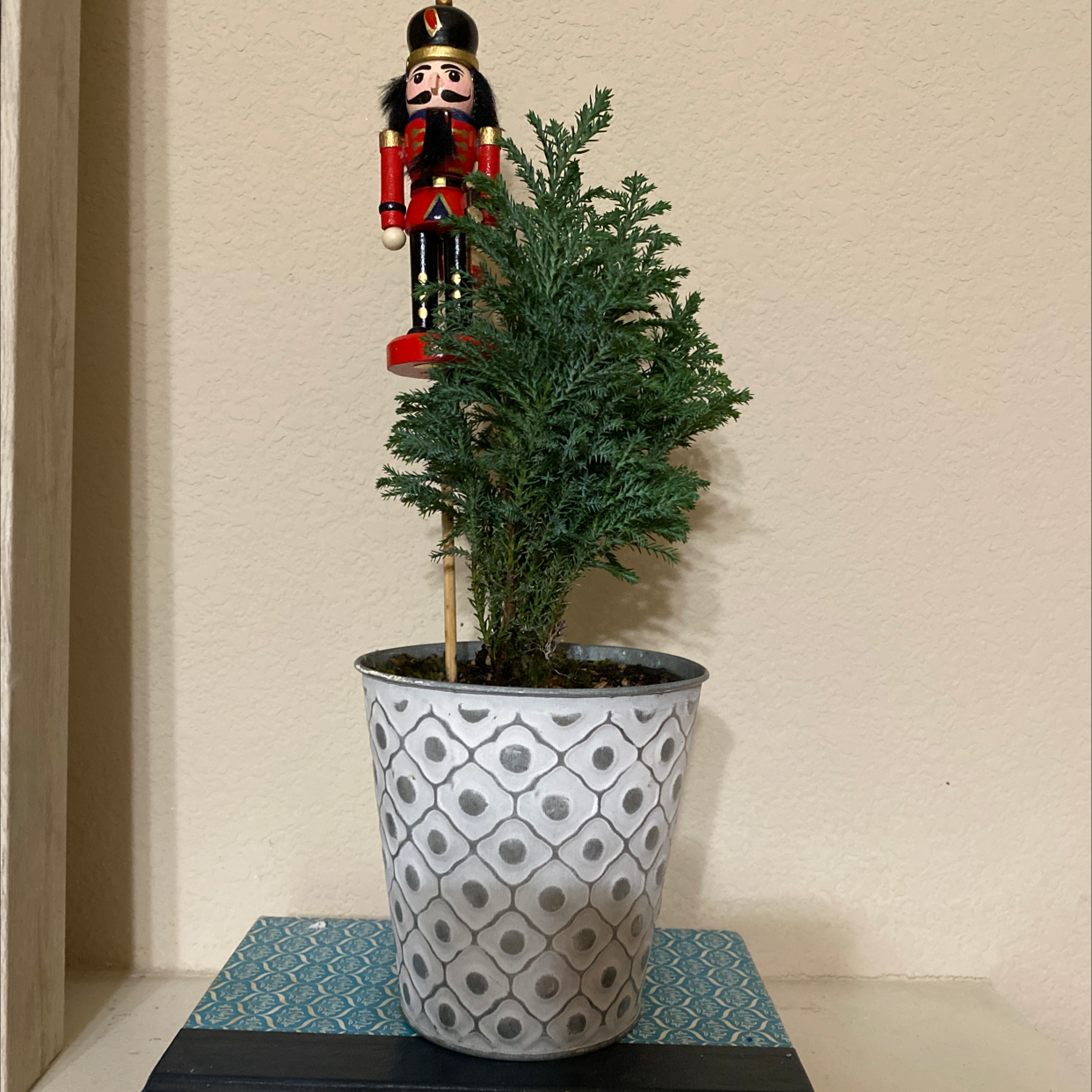 Miniature Pine Tree plant photo by @skeramary named Sam on Greg, the plant care app.