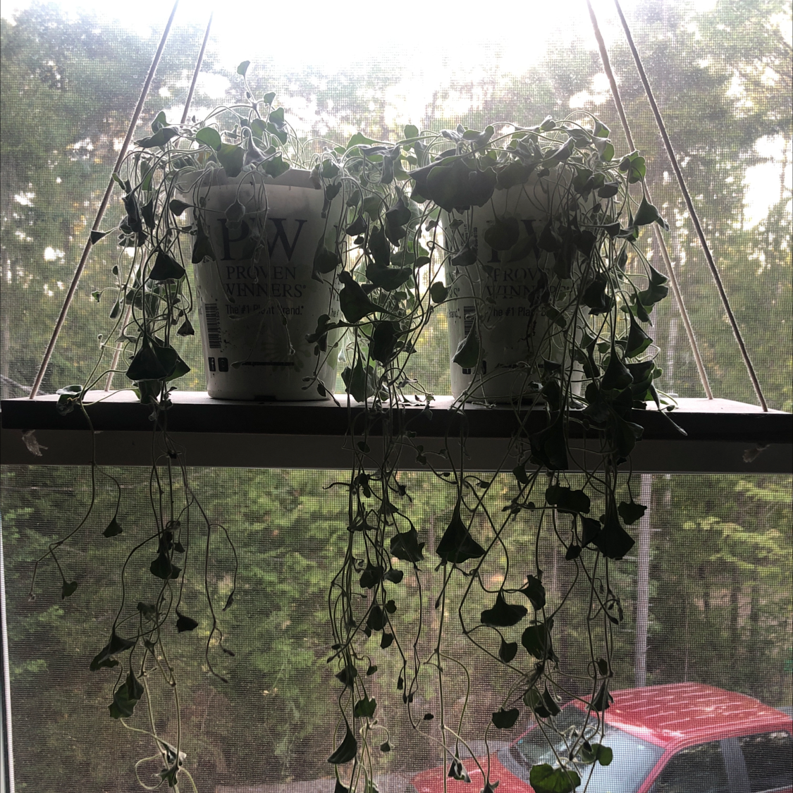 Two pots of Silver Ponysfoot plants with trailing stems and round leaves on a shelf in front of a window.