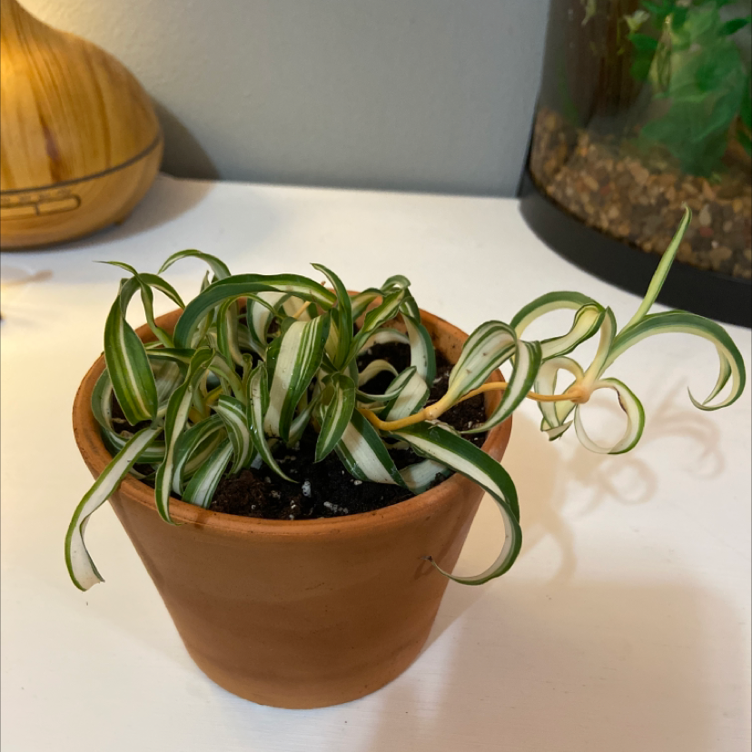 Curly Spider Plant in a terracotta pot with vibrant green and white striped leaves.
