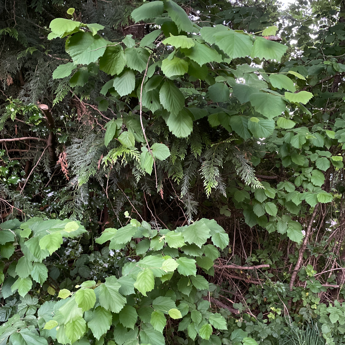 Photo of the plant species Western Beaked Hazel by @SushiRocks named Beaky on Greg, the plant care app