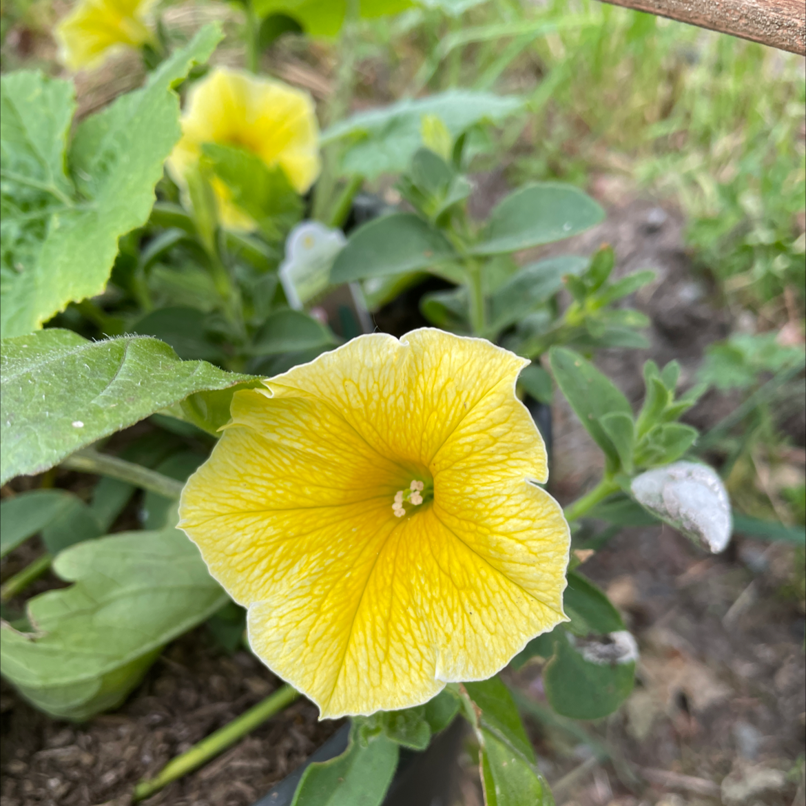 Large White Petunia plant photo by @SushiRocks named Darwin on Greg, the plant care app.