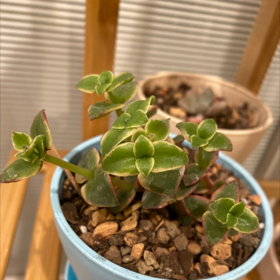 Succulent Crassula Pellucida plant with pink and green heart-shaped leaves growing in a blue ceramic pot filled with small rocks.