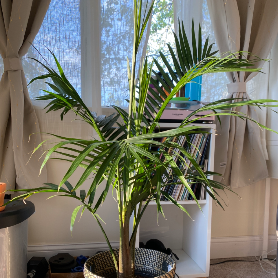 Majesty Palm plant photo by @bdvbe named Majesty Palm on Greg, the plant care app.