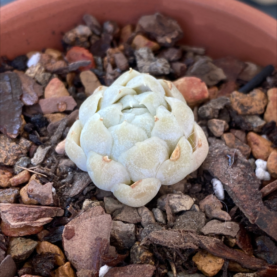 Photo of the plant species Violet Queen by @bdvbe named Baby Queen on Greg, the plant care app