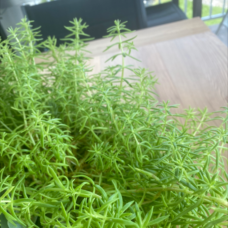 Healthy, dense Moss Rose Purslane plants with elongated green stems and small pointed leaves growing indoors.