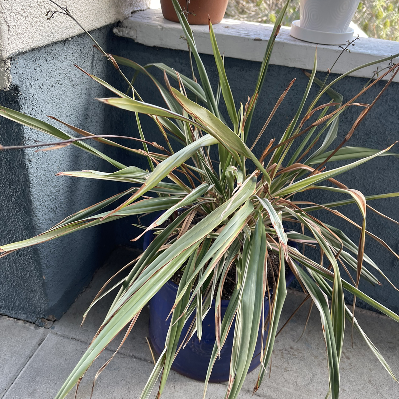 New Zealand Flax plant in a blue pot with some yellowing and browning leaves.