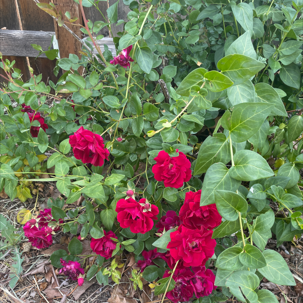 Beach Rose plant with vibrant red flowers and healthy green leaves.