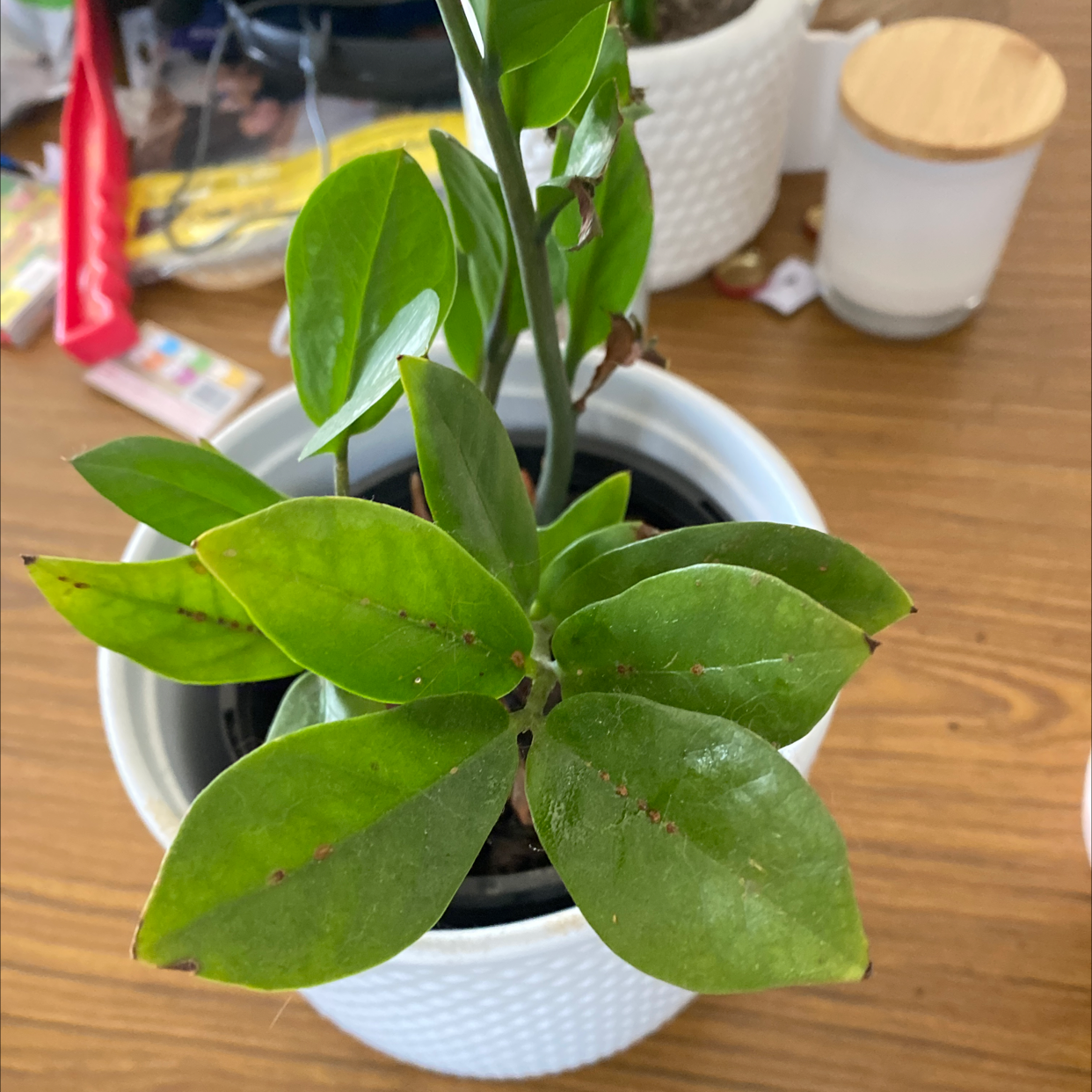 Zamioculcas Zamiifolia plant photo by @Amelia.Amber9 named Ruby on Greg, the plant care app.