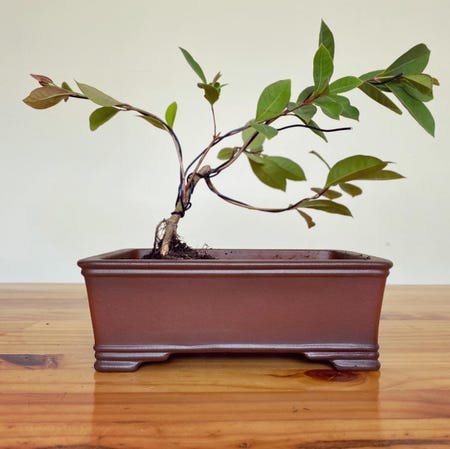 Photo of the plant species Waiawi by @timothyj named Bonsai on Greg, the plant care app