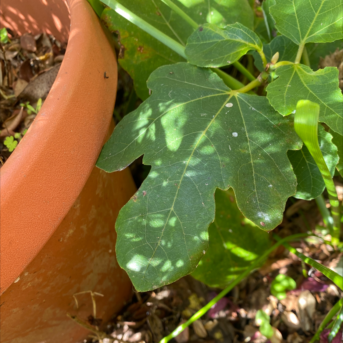 Brown Turkey Fig plant in a pot with healthy green leaves.