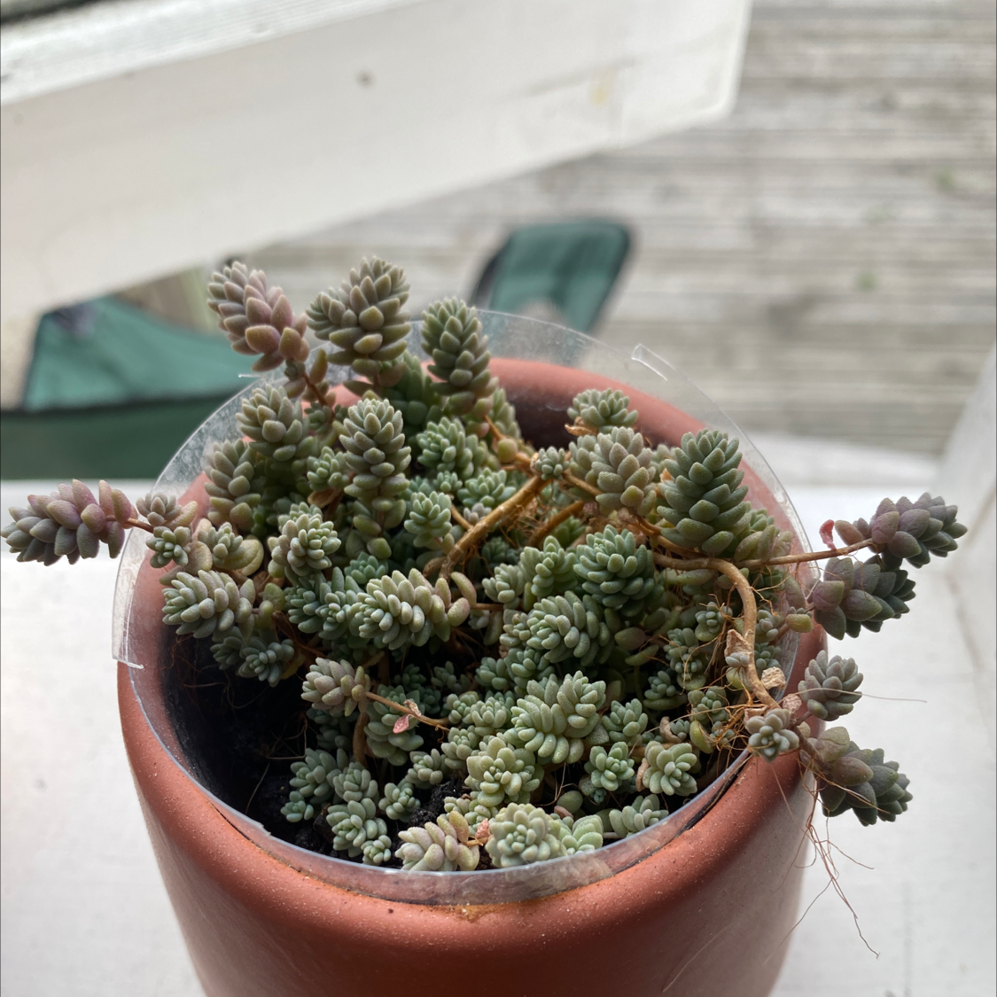 Corsican Stonecrop plant in a pot, healthy with no visible signs of disease.