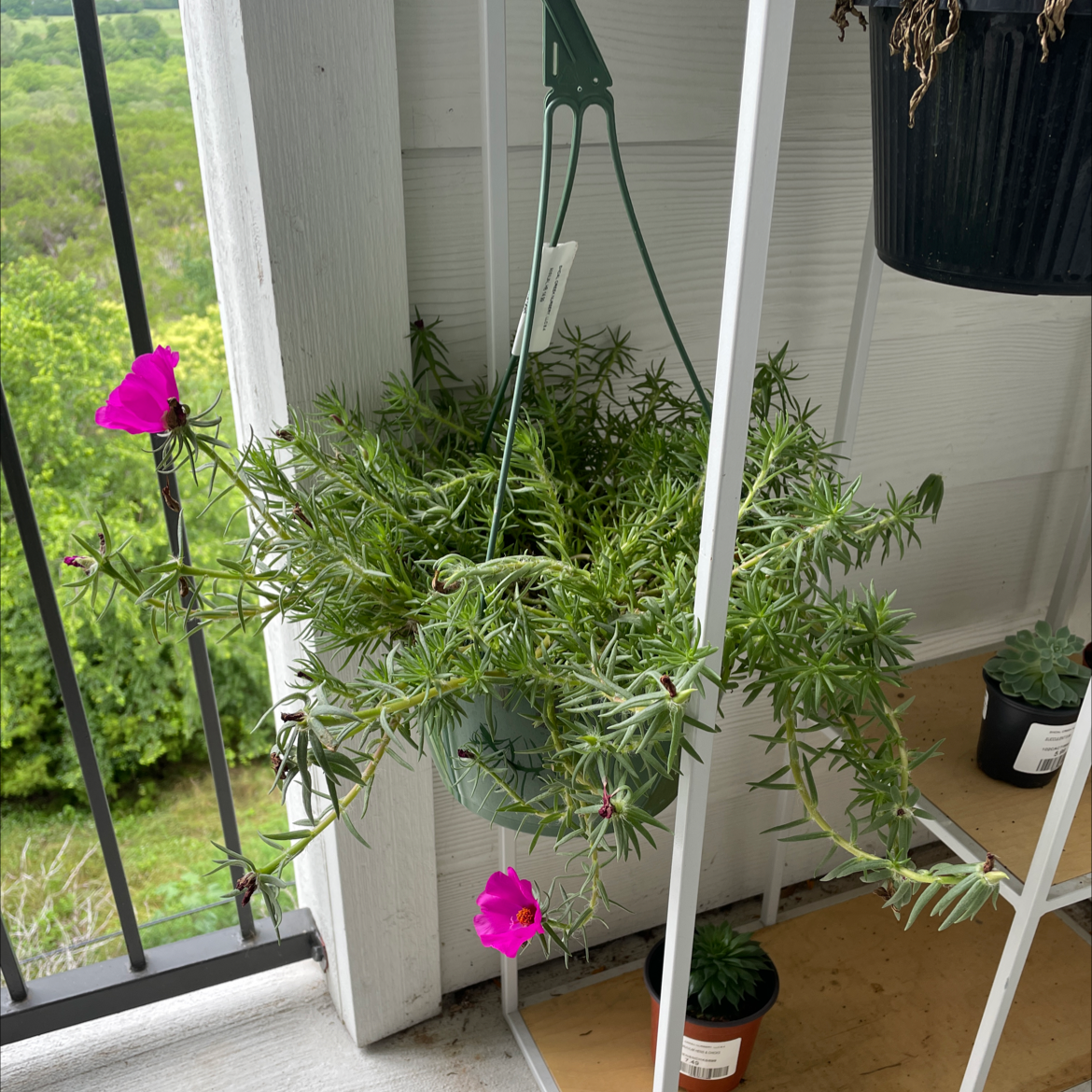 Healthy potted Moss Rose Purslane with vibrant green foliage and bright magenta flowers, a hand pointing at a bloom.