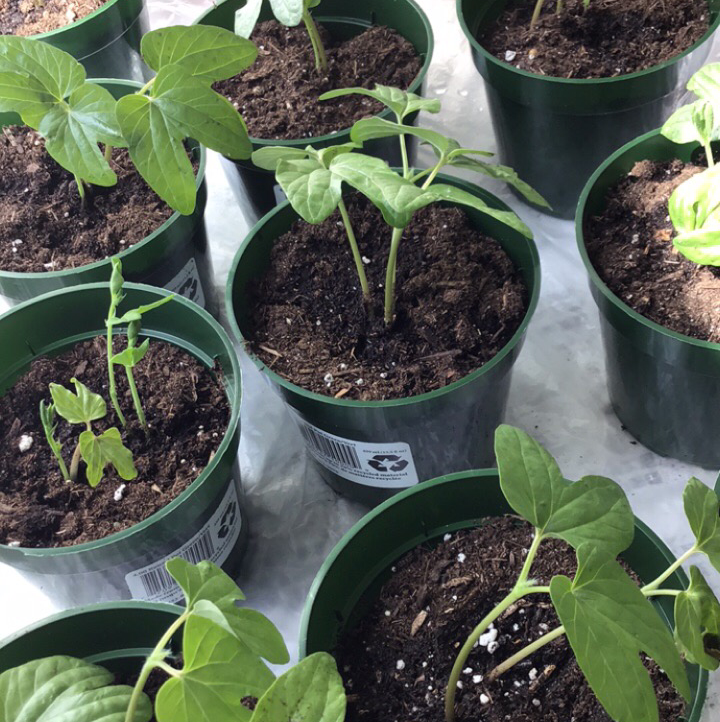 Multiple small potted Annual Sweet Pea plants with green leaves and visible soil.