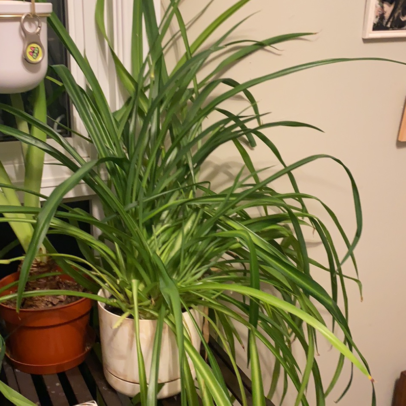 Spider Plant plant photo by @Holidae named Plato on Greg, the plant care app.