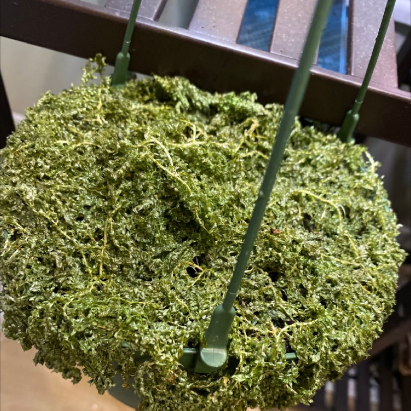 Club Moss plant photo by @Holidae named Dead on Greg, the plant care app.