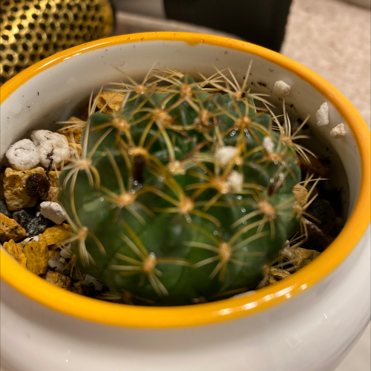 A healthy Texas Barrel Cactus in a pot with visible soil and pebbles.