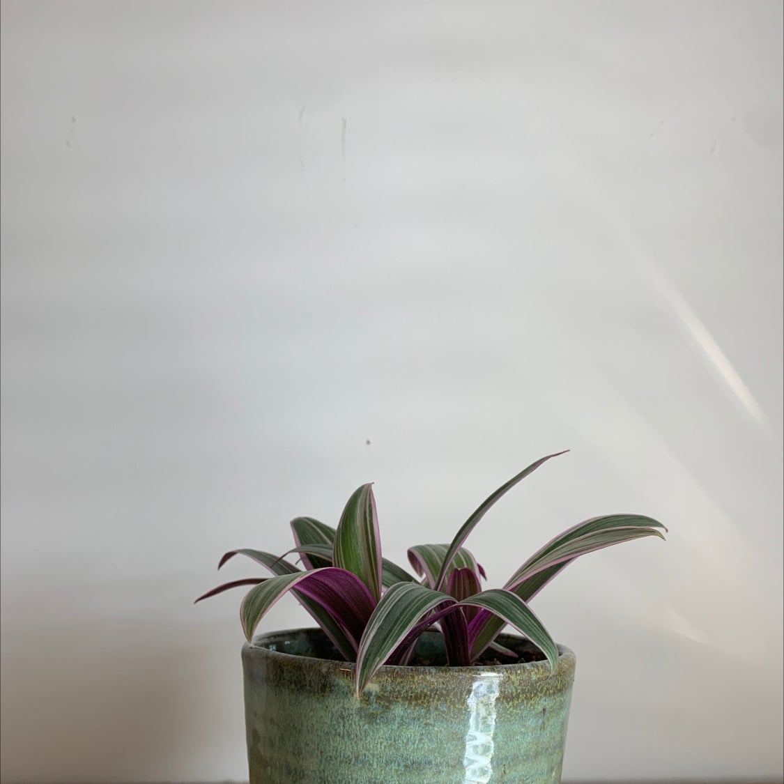 Photo of the plant species Moses-in-the-Cradle by @snarktart named Lily on Greg, the plant care app