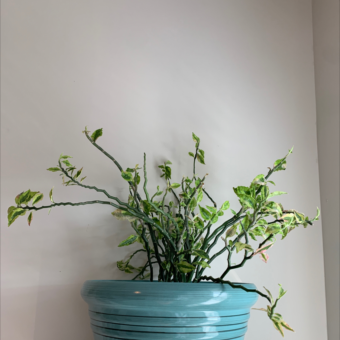 Photo of the plant species Japanese Poinsettia by @snarktart named Didi on Greg, the plant care app