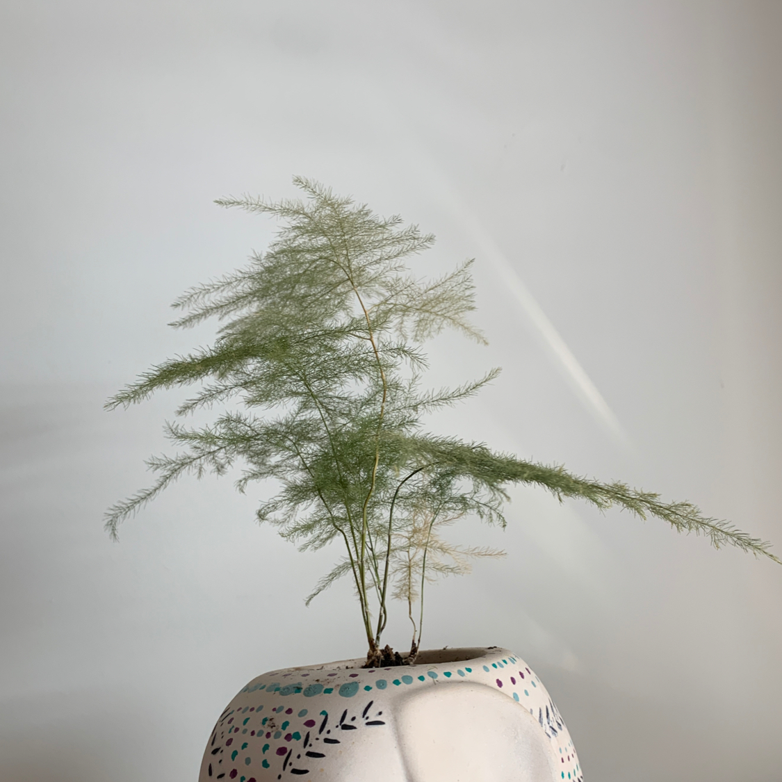 Photo of the plant species Asparagus Fern by @snarktart named Fernie Mercury on Greg, the plant care app