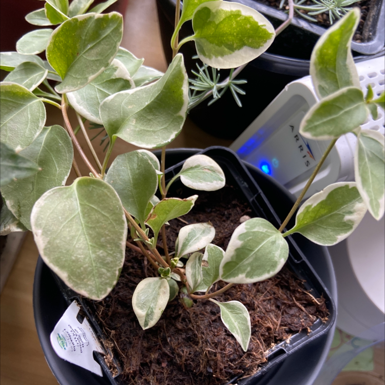 What Temperature Does My Variegated Vinca Vine Need?