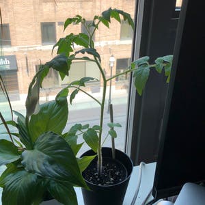 Tomato Plant plant photo by @Lexcelsior named Sweet tomato on Greg, the plant care app.