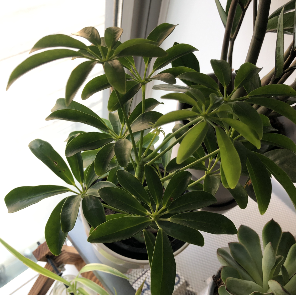 Dwarf Umbrella Tree plant photo by @Lexcelsior named Dwarf umbrella plant on Greg, the plant care app.