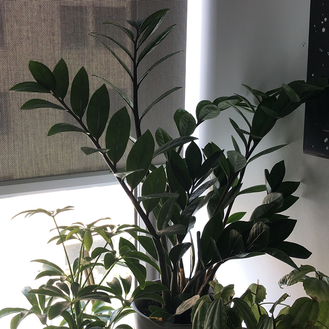 Zamioculcas Zamiifolia plant photo by @Lexcelsior named ZZ plant on Greg, the plant care app.