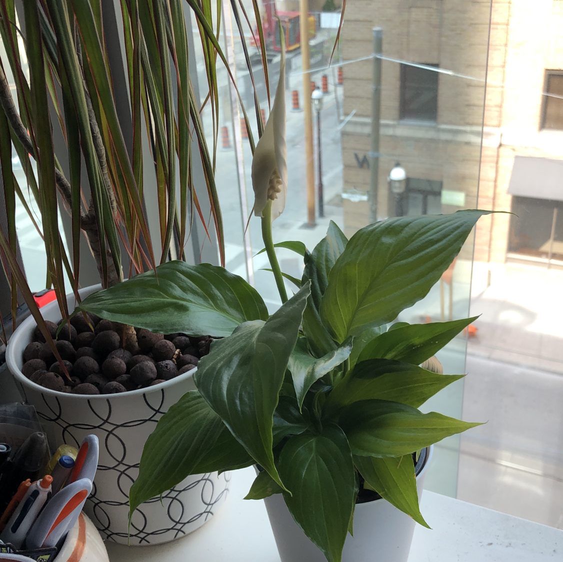 Peace Lily plant photo by @Lexcelsior named Peace lily on Greg, the plant care app.